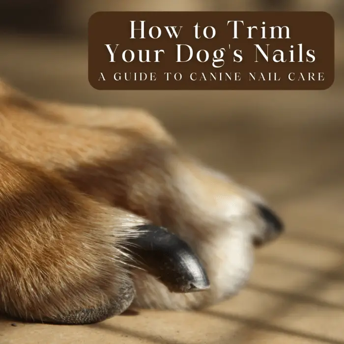 Nail Trimming for Dogs: How Can I Cut My Dog