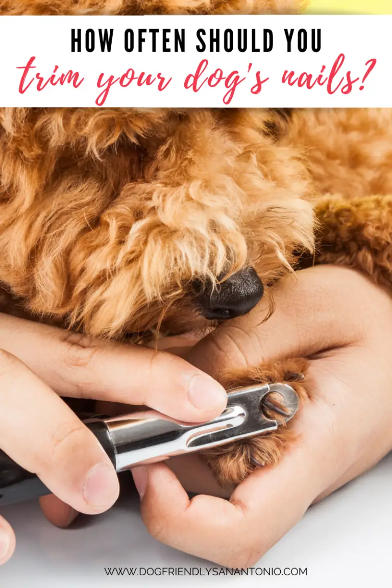 Nail Trims: How Often Does Your Pooch Need a Pawdicure ...