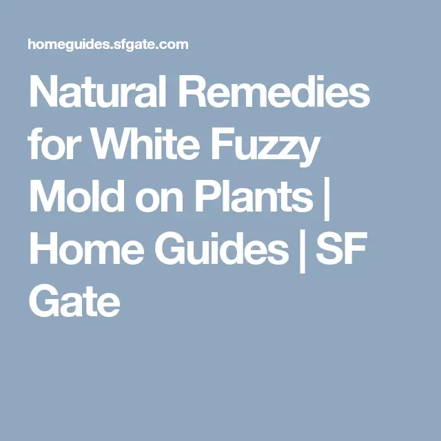 Natural Remedies for White Fuzzy Mold on Plants