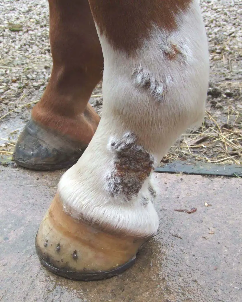 Other types of Pastern Dermatitis and Lymphatic Diseases of the legs ...