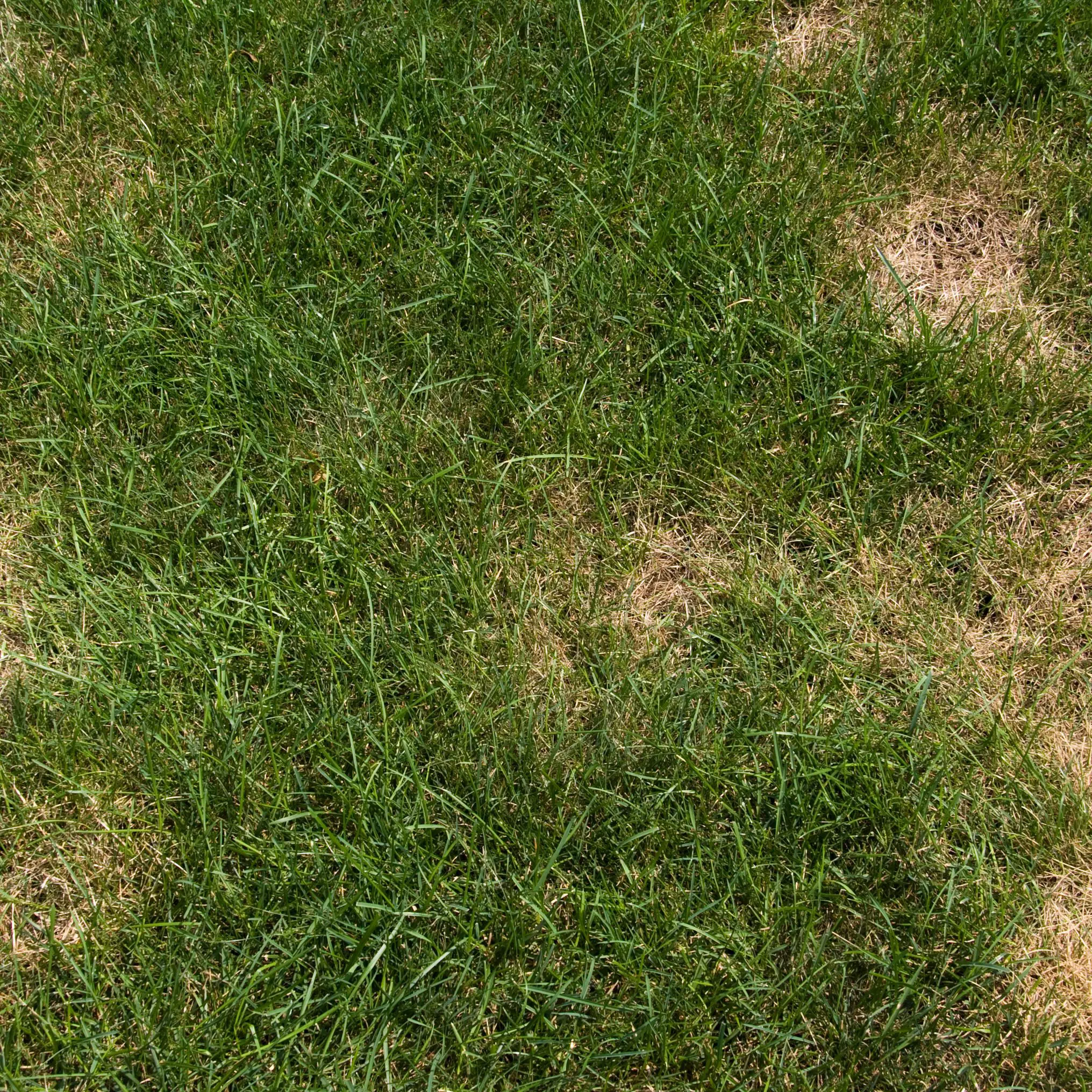 Over Fertilization Lawn Symptoms