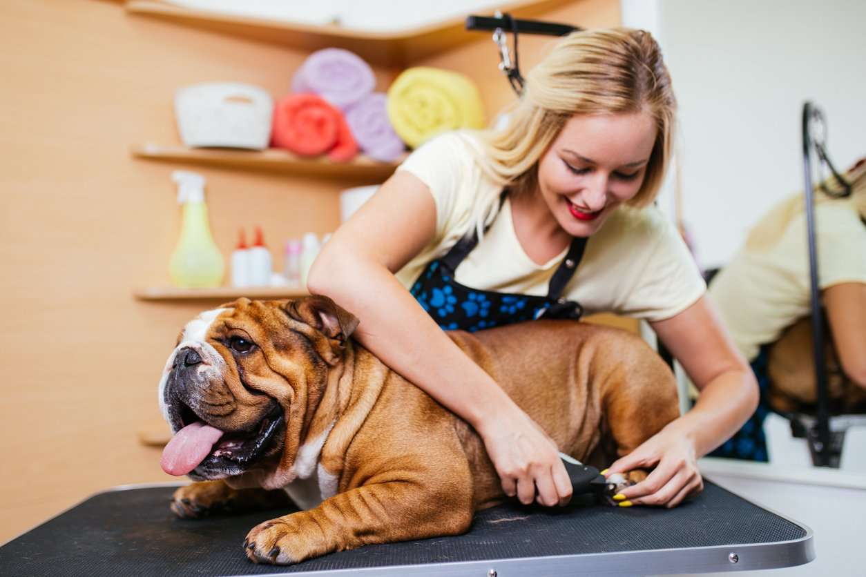 Paw Pedicure: How to Trim Your Dogs Nails