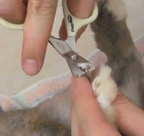 Pet Nail Clipping