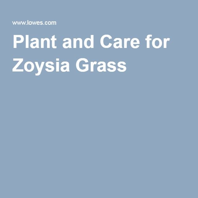 Plant and Care for Zoysia Grass