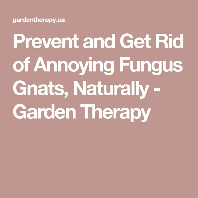 Prevent and Get Rid of Annoying Fungus Gnats, Naturally