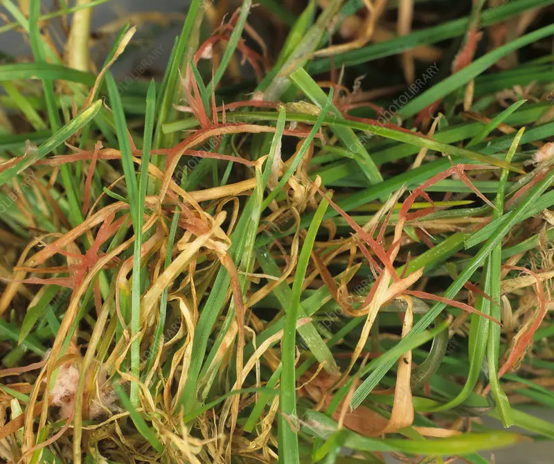 Red thread fungal infection on turfgrass
