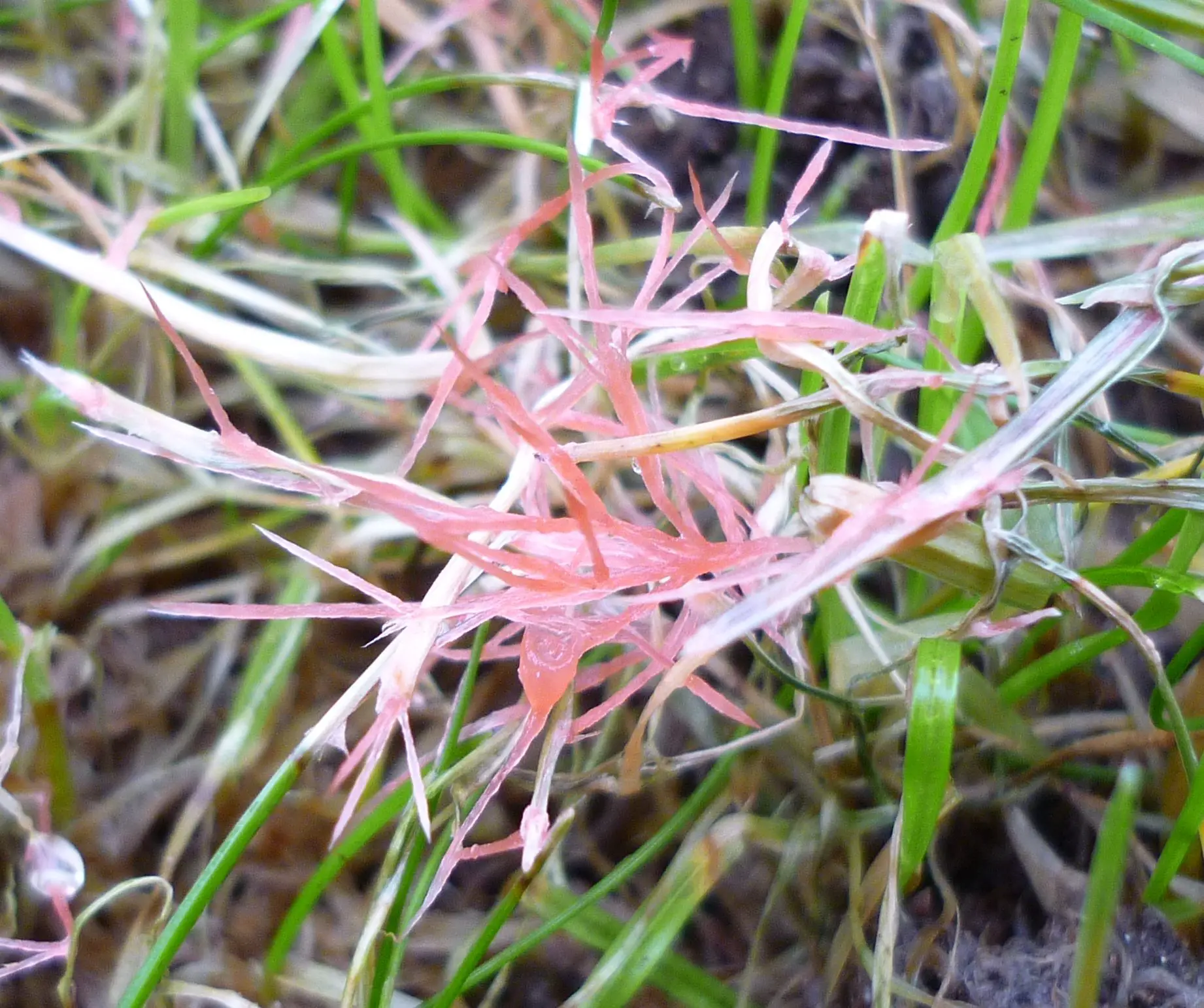Red thread fungus (laetisaria fuciformis)