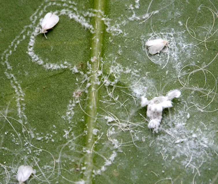 Rugose Spiraling Whitefly Treatments and Solutions