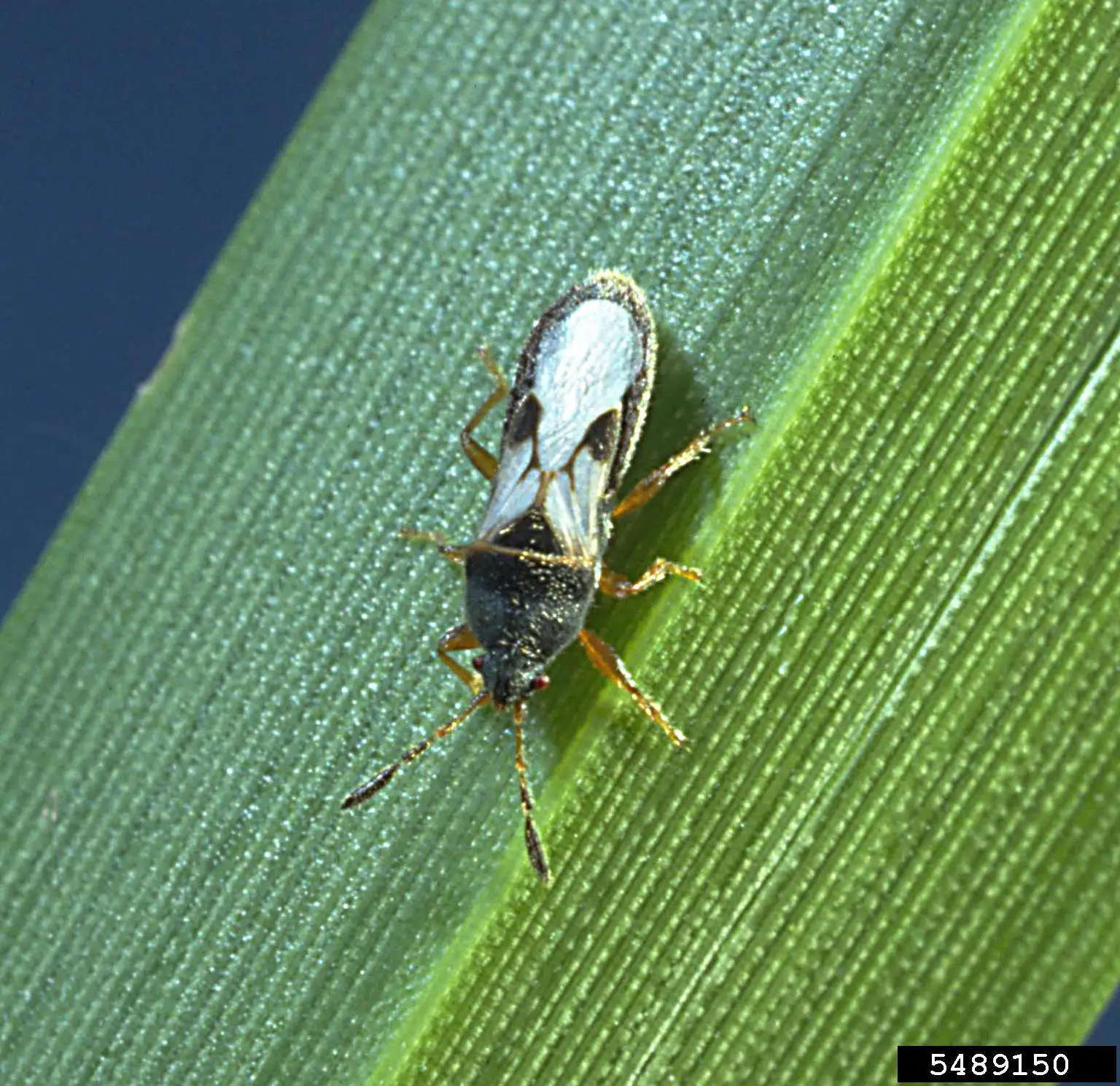 southern chinch bug, Blissus insularis (Hemiptera: Blissidae)