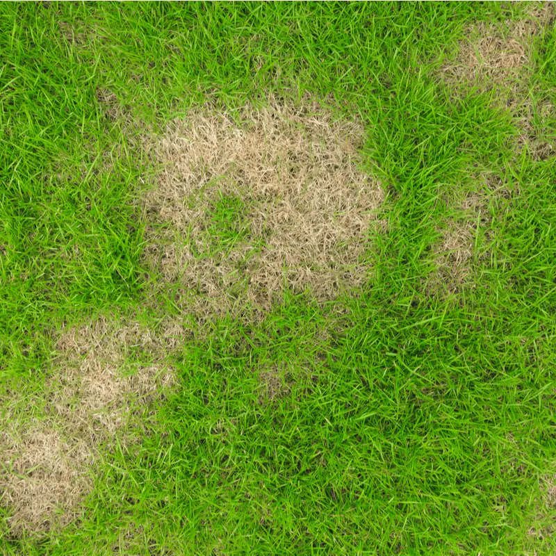 The Four Most Common Turf Diseases Found in Texas Lawns