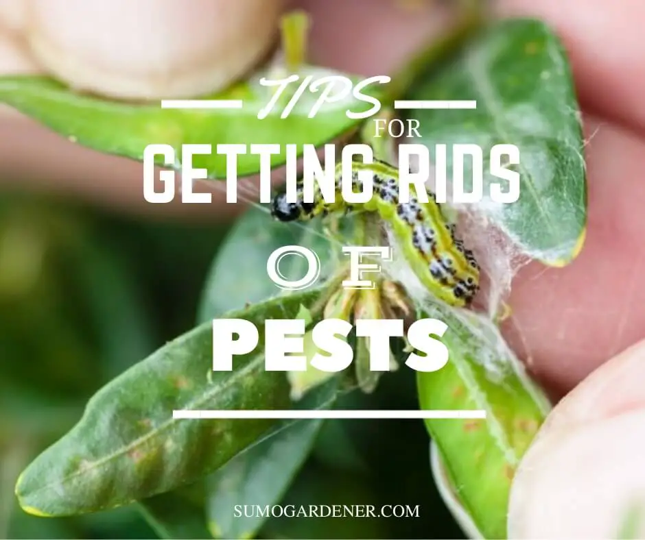 Tips for Getting Rid of Pests in Your Yard Naturally