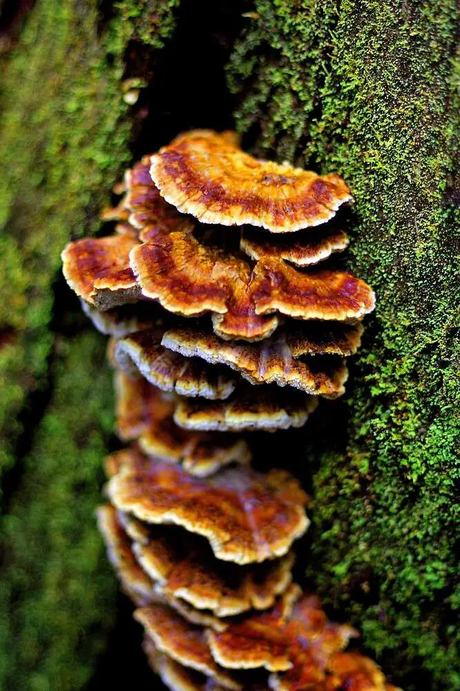 " " Tree Fungus" "  by Husky