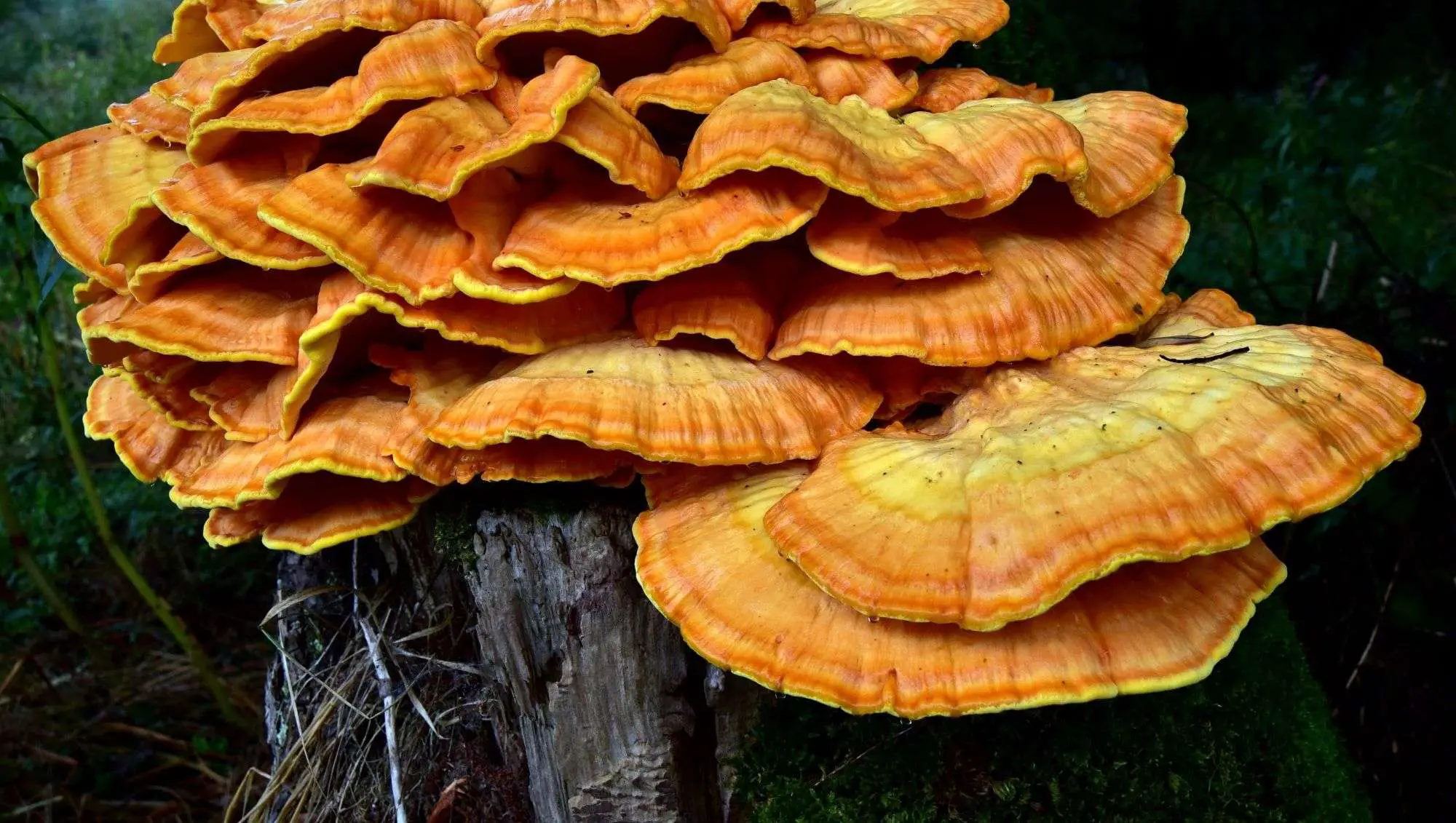 Tree Fungus: Should I Be Worried?