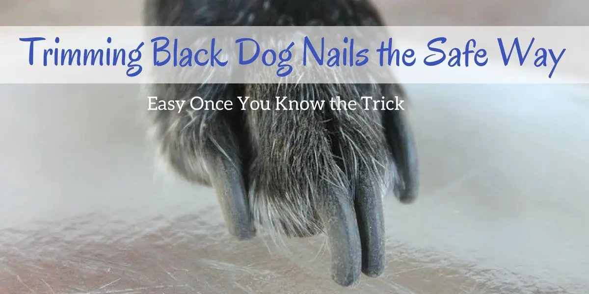 Trimming Black Dog Nails the Safe Way. Easy Once You Know ...