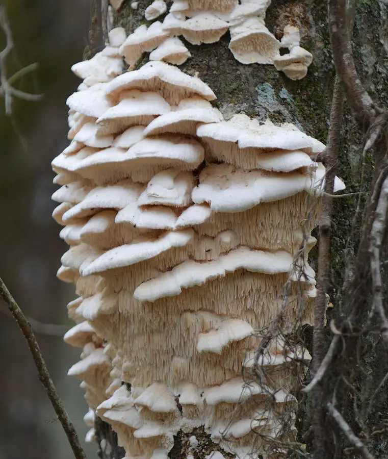 White Tree Fungus Photograph by RD Erickson
